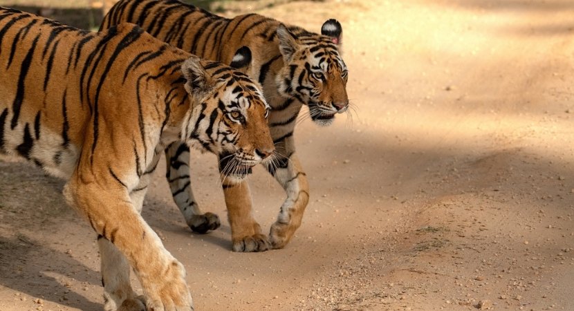 tiger-sighting-at-bandhavgarh-national-park