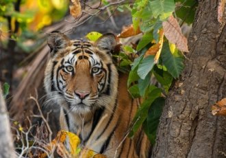 tiger-in-jungle-in-india